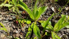 Pilosella aurantiaca