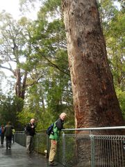 Eucalyptus jacksonii
