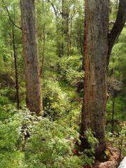 Eucalyptus jacksonii