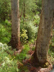 Eucalyptus jacksonii