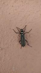 Epicauta atrivittata