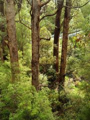 Eucalyptus jacksonii