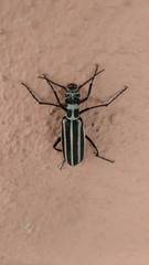 Epicauta atrivittata