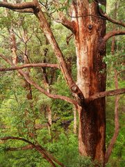 Eucalyptus jacksonii