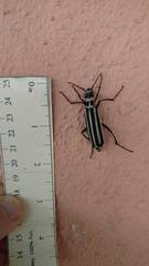 Epicauta atrivittata