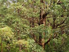 Eucalyptus jacksonii