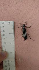 Epicauta atrivittata