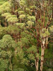 Eucalyptus jacksonii