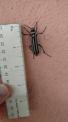 Epicauta atrivittata