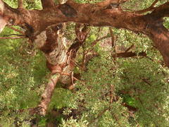 Eucalyptus jacksonii