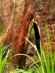 Eucalyptus jacksonii