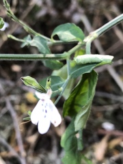 Rhinacanthus gracilis latilabiatus