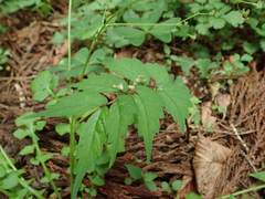 Elatostema japonicum