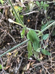 Rhinacanthus gracilis latilabiatus