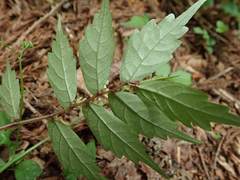 Elatostema japonicum