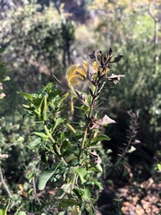 Barleria rotundifolia