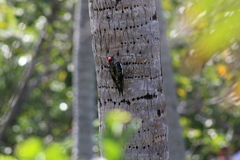 Sphyrapicus nuchalis