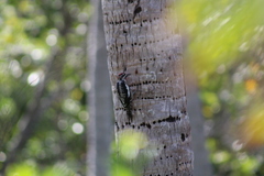 Sphyrapicus nuchalis