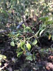 Barleria rotundifolia
