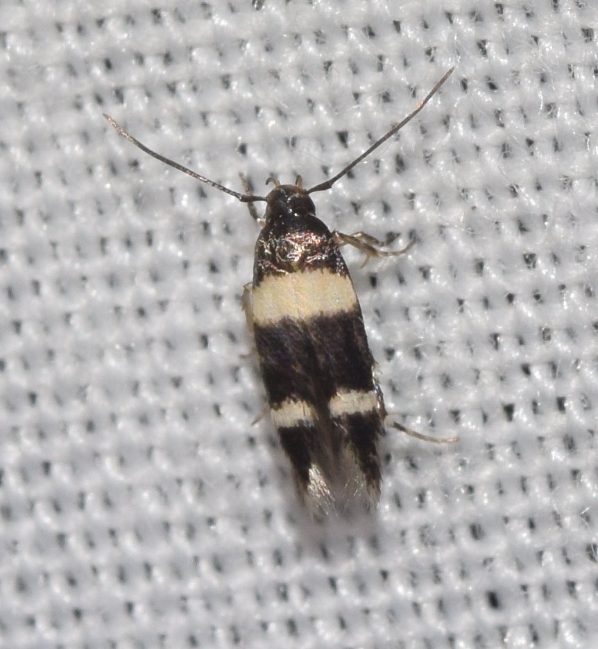 Bifascia