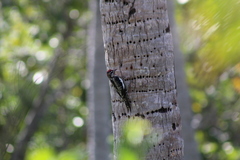 Sphyrapicus nuchalis