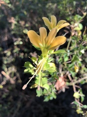Barleria rotundifolia