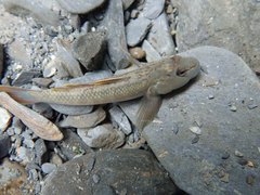 Rhinogobius candidianus