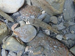 Rhinogobius candidianus