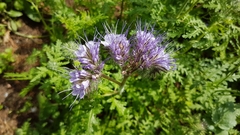 Phacelia tanacetifolia