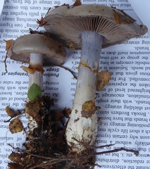 Cortinarius taylorianus