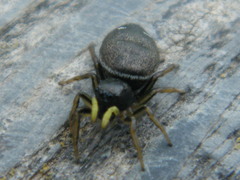 Heliophanus flavipes