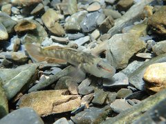 Rhinogobius candidianus