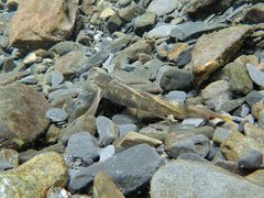 Rhinogobius candidianus