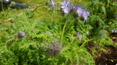 Phacelia tanacetifolia