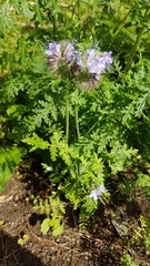 Phacelia tanacetifolia