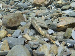 Rhinogobius candidianus