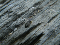 Heliophanus flavipes