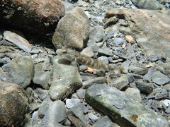 Rhinogobius candidianus