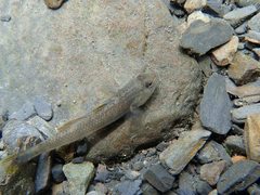 Rhinogobius candidianus