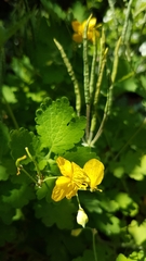 Chelidonium majus