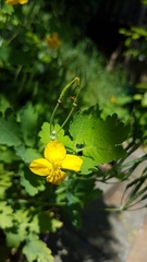 Chelidonium majus