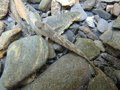 Rhinogobius candidianus