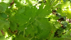 Chelidonium majus