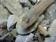 Rhinogobius candidianus