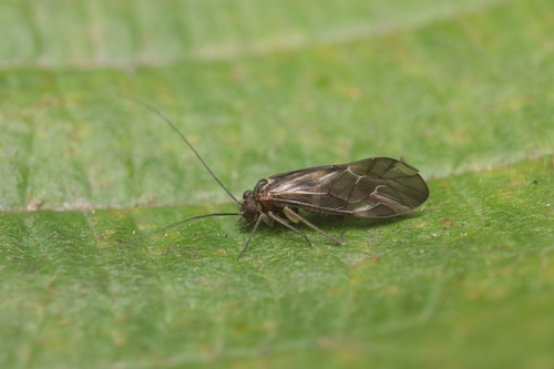 Cloudy brown barklouse photo 2