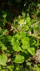 Alliaria petiolata