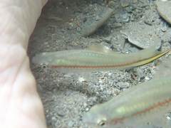 Xiphophorus hellerii