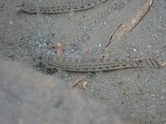 Cobitis