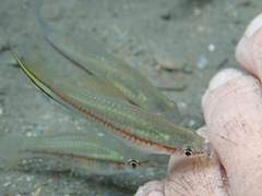 Xiphophorus hellerii