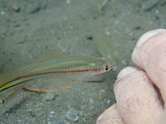 Xiphophorus hellerii
